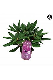 Rododendron PWR Biljka Hercules C2 Lit. 30-35 cm