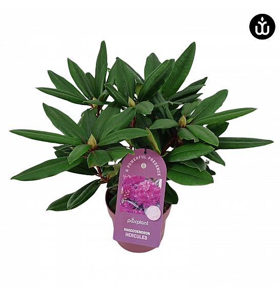 Rododendron PWR Biljka Hercules C2 Lit. 30-35 cm