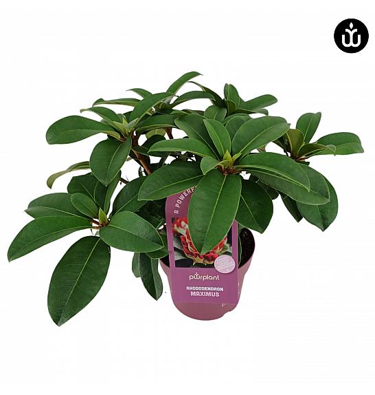 Rhododendron PWR Plant Maximus C2 Lit. 30-35 cm