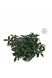 Rhododendron Bengalen C4 Lit. 25-35 cm