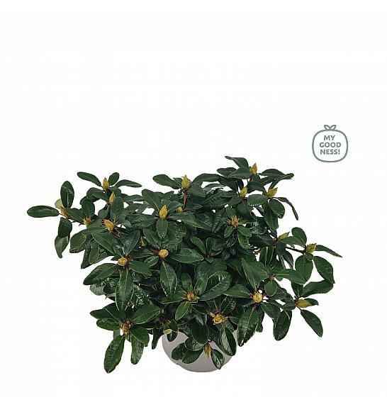 Rhododendron Bengalen C4 Lit. 25-35 cm
