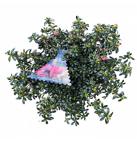 Azalea japonica Cascadula Zimzelena - Hortinno C3 Lit. 30-40 cm