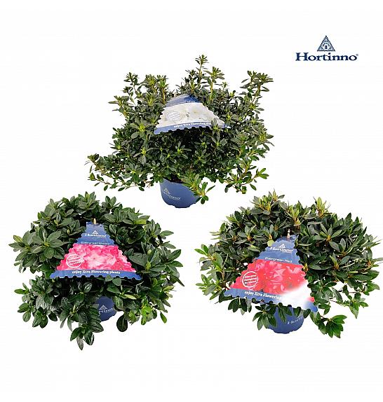 Azalea japonica Zimzelena - Hortinno Mix C3 Lit. 30-40 cm