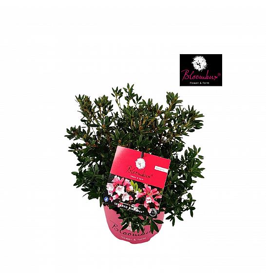 Rhododendron Bloombux ® Magenta C2 Lit. 20-30 cm