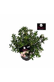 Rhododendron Bloombux ® svijetlo ružičasti C2 lit. 20-30 cm