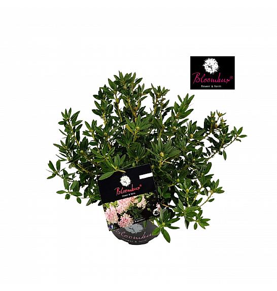 Rhododendron Bloombux ® svijetlo ružičasti C2 lit. 20-30 cm