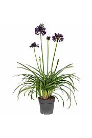 Agapanthus Everpanthus ® Black Jack C2 Lit. 60-70 cm