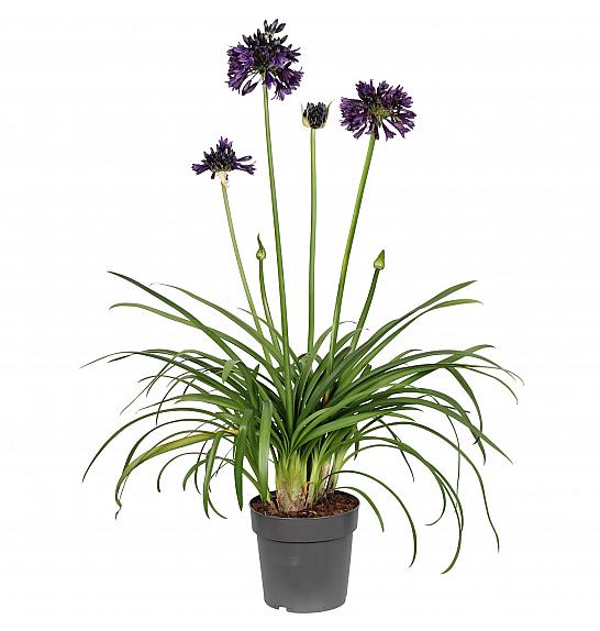 Agapanthus Everpanthus ® Black Jack C2 Lit. 60-70 cm