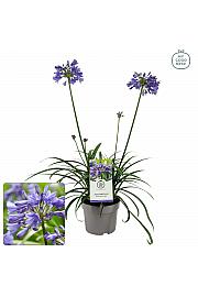 Agapanthus Everpanthus ® Ever Sapphire C2 Lit. 60-70 cm