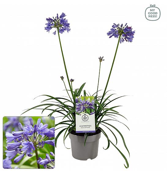 Agapanthus Everpanthus ® Ever Sapphire C2 Lit. 60-70 cm
