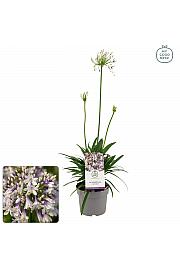 Agapanthus Everpanthus ® Fireworks C2 Lit. 60-70 cm