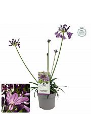 Agapanthus Everpanthus ® Poppin' Purple C2 Lit. 60-70 cm