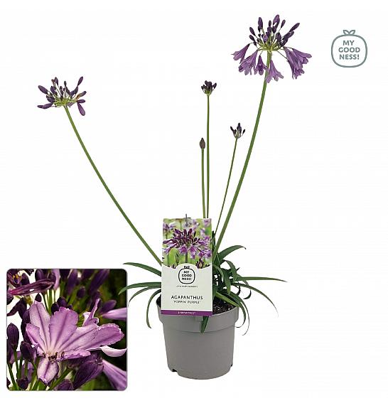 Agapanthus Everpanthus ® Poppin' Purple C2 Lit. 60-70 cm
