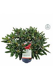 Rododendron hibridni kornjačevina narančasta C5 lit. 40-50 cm