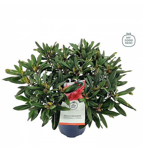 Rododendron hibridni kornjačevina narančasta C5 lit. 40-50 cm