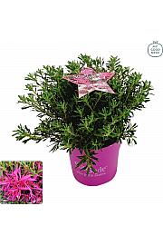 Japanska azaleja Starstyle ® Lilac C3 Lit. 30 cm