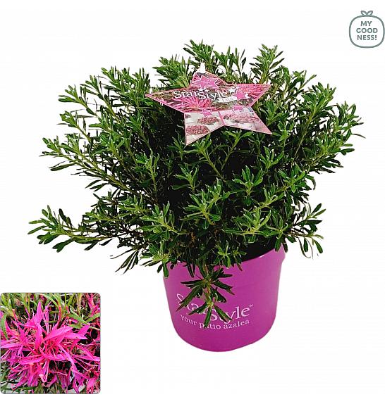 Japanska azaleja Starstyle ® Lilac C3 Lit. 30 cm