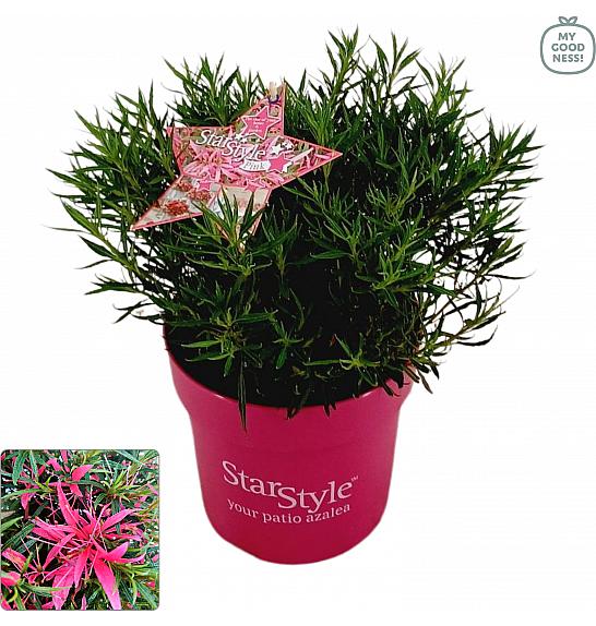 Japanska azaleja Starstyle ® ružičasta C3 lit. 30 cm