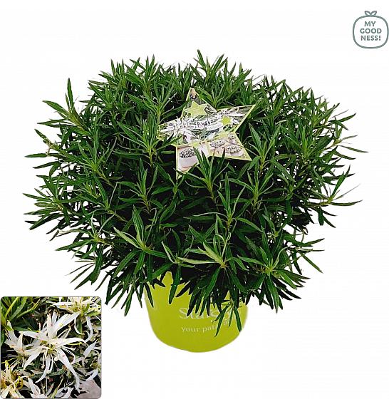 Japanska azaleja Starstyle ® bijela C3 lit. 30 cm