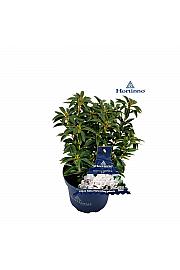 Kalmia latifolia Hortinno Elf C3 Lit. 20-30 cm