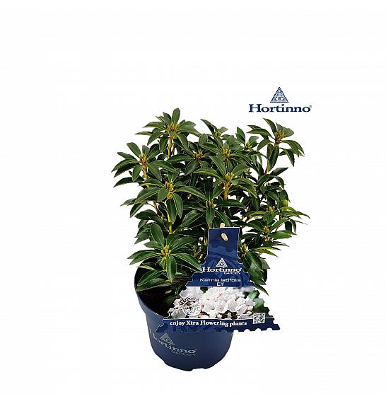 Kalmia latifolia Hortinno Elf C3 Lit. 20-30 cm