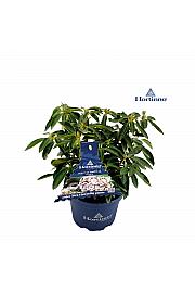 Kalmia latifolia Hortinno Nani C3 Lit. 20-30 cm