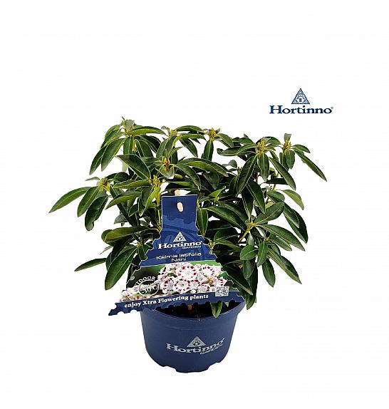 Kalmia latifolia Hortinno Nani C3 Lit. 20-30 cm