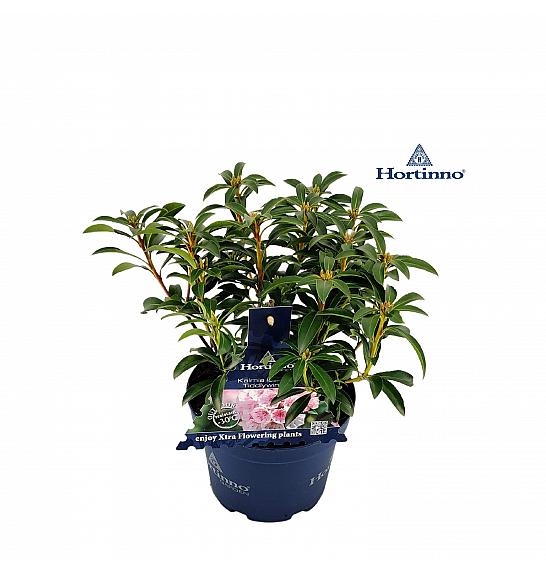 Kalmia latifolia Hortinno Tiddlywinks C3 Lit. 20-30 cm