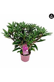 Rododendron PWR Biljka Hercules C5 Lit. 40-50 cm