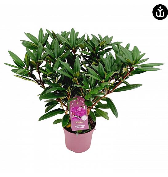 Rododendron PWR Biljka Hercules C5 Lit. 40-50 cm