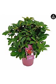 Rododendron PWR Plant Maximus C5 Lit. 40-50 cm