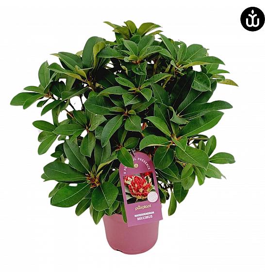 Rododendron PWR Plant Maximus C5 Lit. 40-50 cm