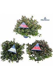 Azalea japonica Zimzelena - Hortinno Mix C5 Lit. 50-60 cm