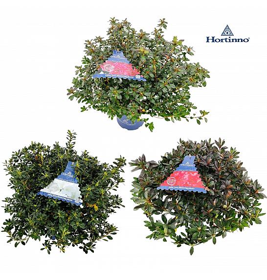 Azalea japonica Zimzelena - Hortinno Mix C5 Lit. 50-60 cm