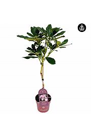 Rododendron PWR Biljka Cyclop C3 Lit. Na stabljici 30 cm