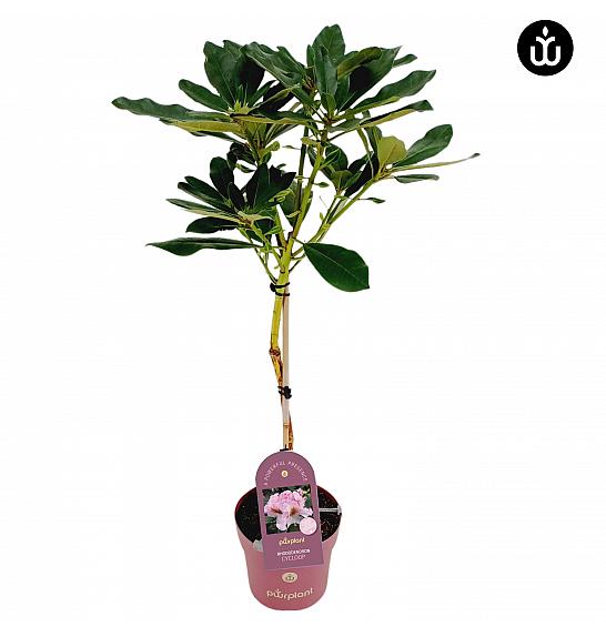 Rododendron PWR Biljka Cyclop C3 Lit. Na stabljici 30 cm