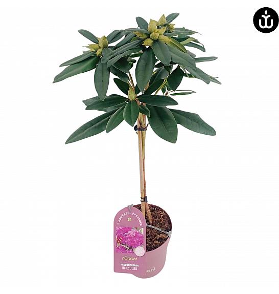 Rododendron PWR Biljka Hercules C3 Lit. Na stabljici 30 cm