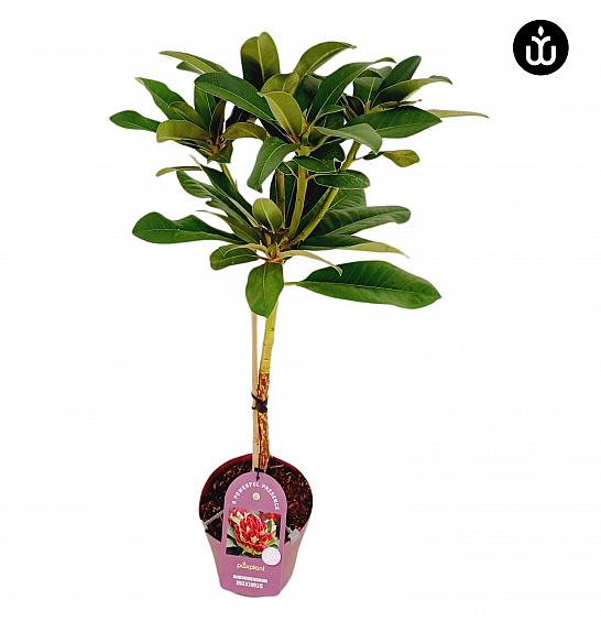 Rododendron PWR Plant Maximus C3 Lit. Na stabljici 30 cm