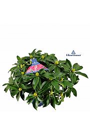 Rododendron XXL ® C5 Lit. 50-60 cm