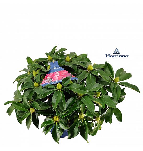 Rododendron XXL ® C5 Lit. 50-60 cm