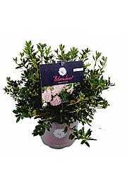 Rhododendron Bloombux ® svijetlo ružičasti C5 lit. 30-40 cm
