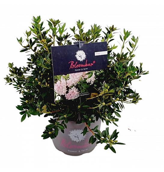 Rhododendron Bloombux ® svijetlo ružičasti C5 lit. 30-40 cm