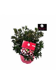 Rhododendron Bloombux ® Magenta C5 Lit. 30-40 cm