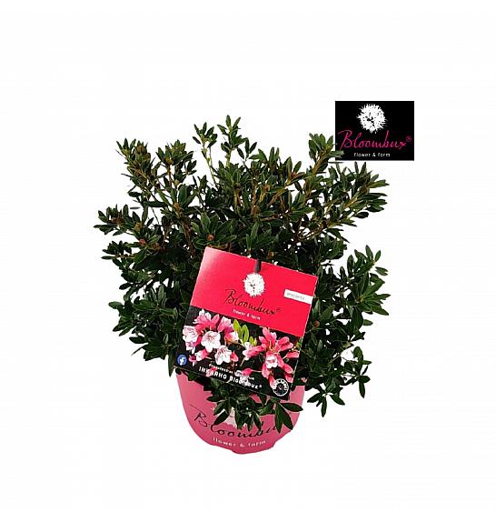 Rhododendron Bloombux ® Magenta C5 Lit. 30-40 cm