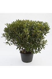 Hibridni rododendron Cunningham White C45 Lit. 120 cm