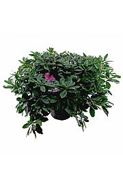 Hibridni rododendron Eucharitis C45 Lit. 120 cm