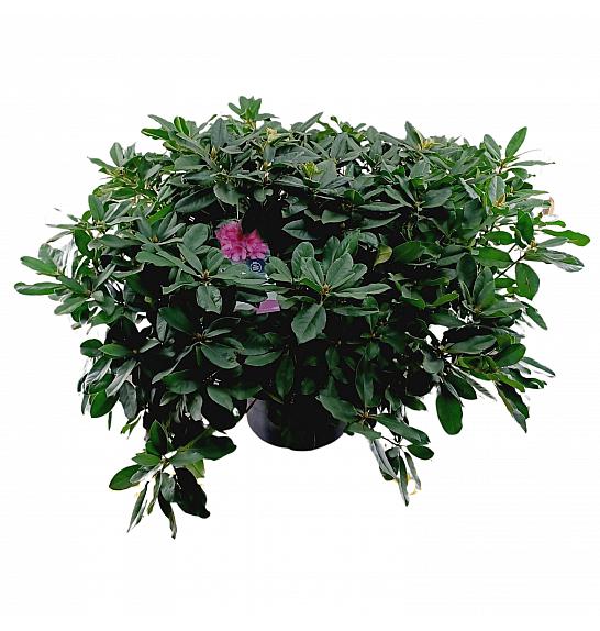 Hibridni rododendron Eucharitis C45 Lit. 120 cm