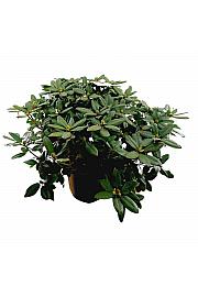 Hibridni rododendron Germania C45 Lit. 120 cm