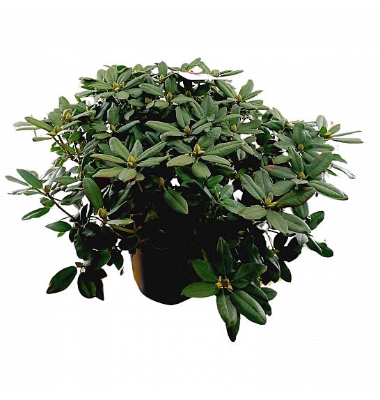 Hibridni rododendron Germania C45 Lit. 120 cm