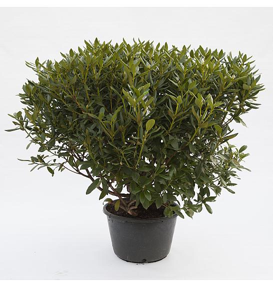 Hibridni rododendron Horizon Monarch C45 Lit. 120 cm